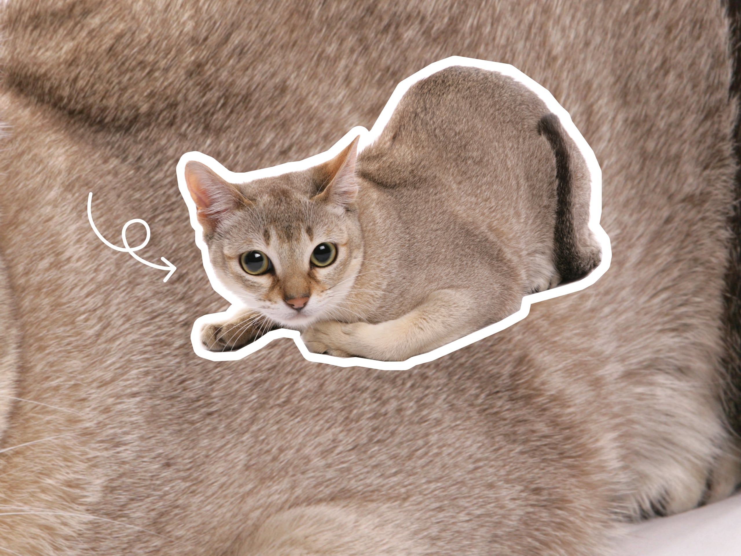 Singapura cat breed profile